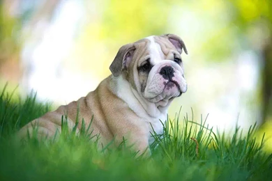 English Bulldog Wallpapers   Android Apps On Google Play