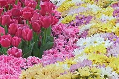 Best Free Wallpapers Sites