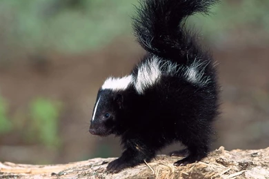 Download Wallpapers 2048x1152 Skunk, Baby, Saw Dust, Surface HD HD ...
