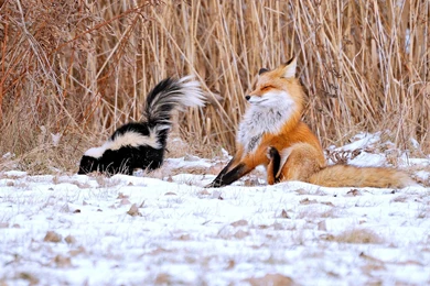 The Fox And The Skunk   (