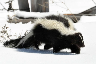 Download Wallpapers 1920x1080 Skunk, Snow, Trail, Walk Full HD ...