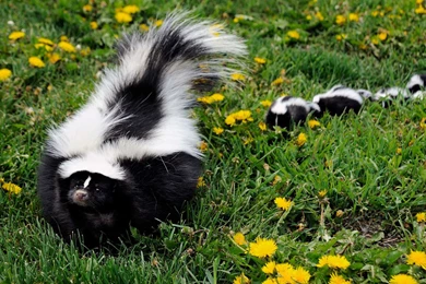 13 Quality Skunk Wallpapers, Animals