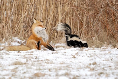 Skunk Wallpapers 12   HD Wallpaper Backgrounds