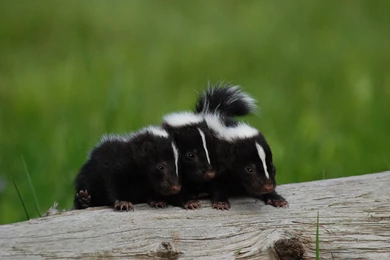 Skunk Babies Wallpaper, Size: 1600x1071