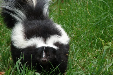 Skunk HD Desktop Wallpapers