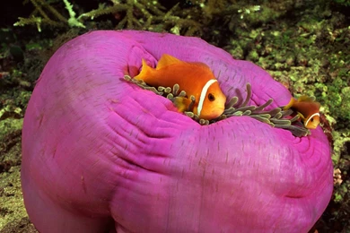 Desktop Wallpapers · Gallery · Animals · Pink Skunk Anemonefish ...
