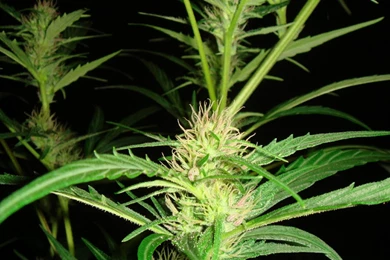 Super Skunk Photo « Cannabis Photo Gallery > Cannabis Flowers