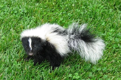 Striped Skunk HD Wallpapers  I