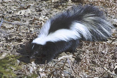Friday Skunk Story Blogging