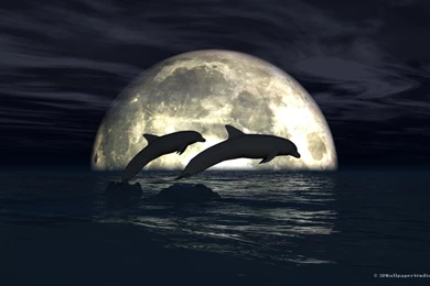 Moonlight Dolphins Wallpapers 1680x1050