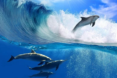 Marine Wizard Dolphin HD Wallpapers 11 － Animal Wallpapers   Free ...