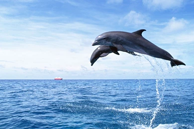 Moving Dolphin Wallpaper Backgrounds   Uncalke.com