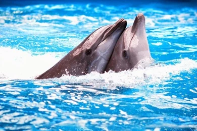 Great Dolphins HD Wallpapers For Your Desktop Computer Tablet Or ...