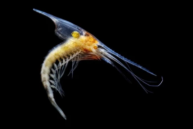 Ocean Nature Animals Plankton Underwater