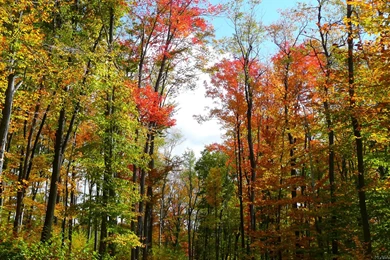 MLeWallpapers.com   Fall Trees And Blue Sky
