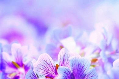 Purple Pretty Flowers iPhone 6s Wallpapers HD