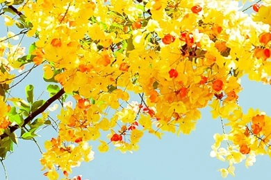 Pretty Iphone 6 Wallpapers Items   Share Pretty Iphone 6 Wallpapers ...