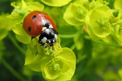 Bugs Ladybirds Macro Nature Best Widescreen Backgrounds Awesome