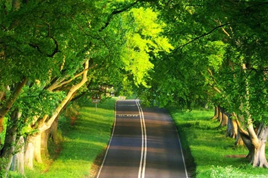 Download Wallpapers 3840x1200 Road, Asphalt, Trees, Marking, Double ...