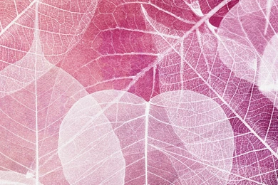 High Res Transparent Wallpapers