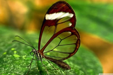 Transparent Wing Butterfly HD Wallpapers