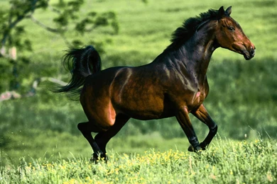 Horse Top Free Picture High Definition Picture / Wallpapers Horse ...