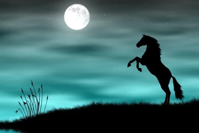 Free horse wallpaper and screensavers 78 9608 Desktop Wallpapers ...