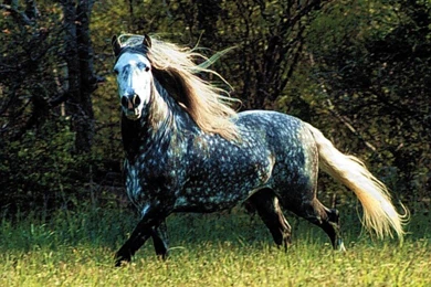 Free horse wallpaper backgrounds 76 58138 Desktop Wallpapers