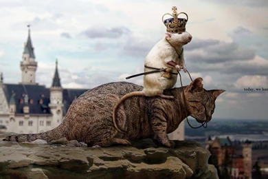 Desktop Hd Funny Cat Dog Pics