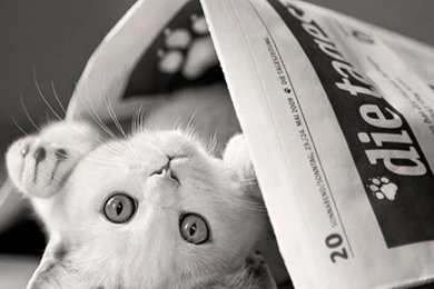 Funny Cat Desktop Wallpapers Patiler   1366x768 IWallHD   Wallpapers HD