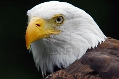 New American Eagle Wallpapers Mobile