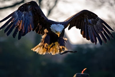 New American Eagle Wallpapers 1080p