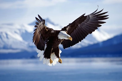 American Eagle Flying   Wallpaper.