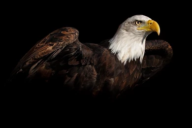 Eagle Wallpapers