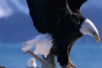 American Eagle Animal Iphone Wallpapers, Iphone 5(s)/4(s)/3g ...