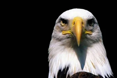 Birds Wallpapers   HD Desktop Backgrounds   Page 134