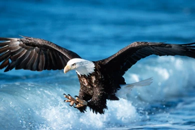 Eagle Wallpapers Animal Wallpapers
