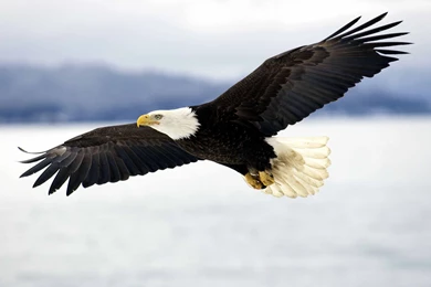 American Eagle Flying   Wallpaper.