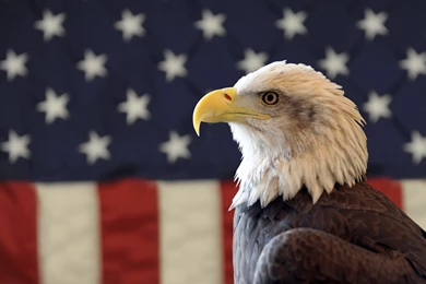 High Definition Eagle Wallpapers For Free Download