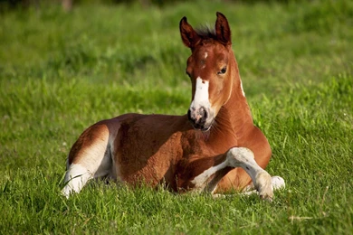 Free Pictures Of Horses   Wallpapers HD Base