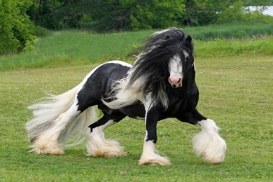 Horses Pretty Horse Fondos Temas Download Latest Wallpapers