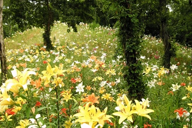 Nature Free Wallpapers For Desktop