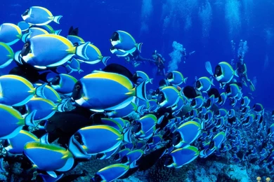 Beautiful Wallpapers Hd Collection (41+)