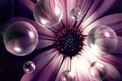 Animation Pictures Of Flowers   HD Wallpapers Pretty