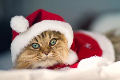 The Kitty Also Love Christmas Wallpapers