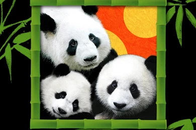 The Three Pandas iPad Storybook