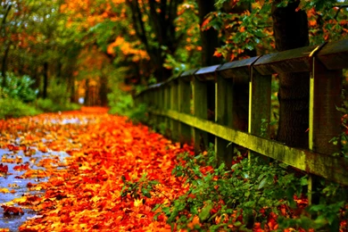 Fall Leaves Wallpapers Desktop Backgrounds