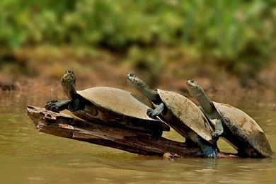 Really Funny Wallpapers   Wallpapers Cave