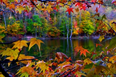 Fall Leaves Wallpapers Desktop