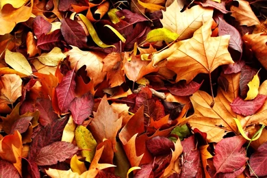 Fall Leaves Wallpapers